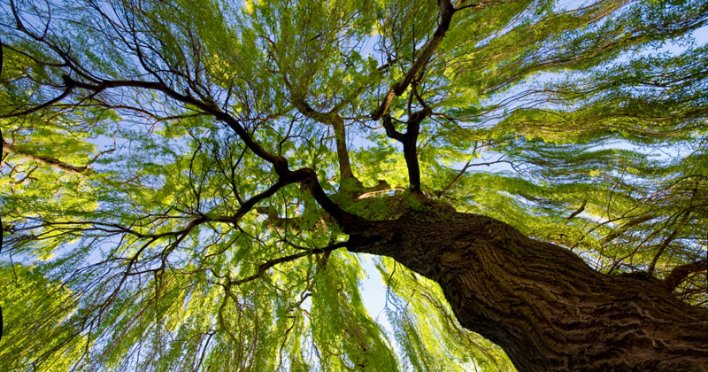 Phát triển cảnh quan cải tạo môi trường - Eden Landscape